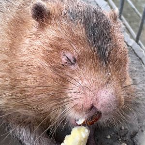 id? Unspecified Bamboo Rat