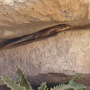 Sudan Plated Lizard (Gerrhosaurus major)
