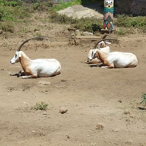 Scimitar-horned Oryx (Oryx dammah)