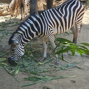 Plains Zebra (Equus quagga)