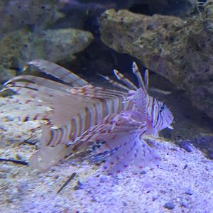 Russel's Lionfish (Pterois russelii)