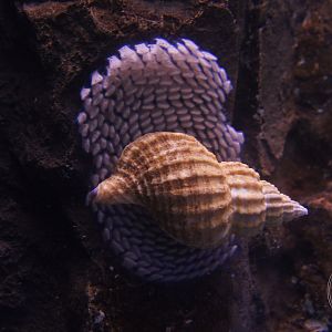 Oregon Triton (Fusitriton oregonensis)