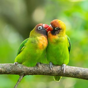 Black-Cheeked Lovebird (Agapornis Nigrigenis)