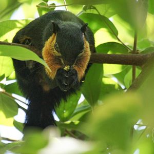 Black Giant Squirrel (Ratufa bicolor)