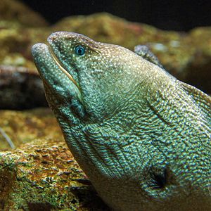 Yellowmouth Moray (Gymnothorax nudivomer)