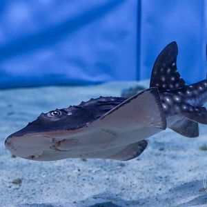 Bowmouth Guitarfish (Rhina ancylostoma)