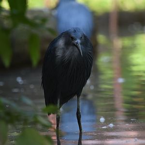 Black heron