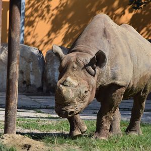 Eastern black rhino