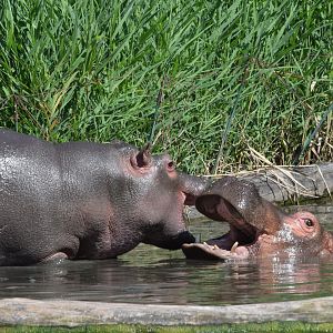 Common hippos