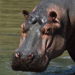 Common hippo