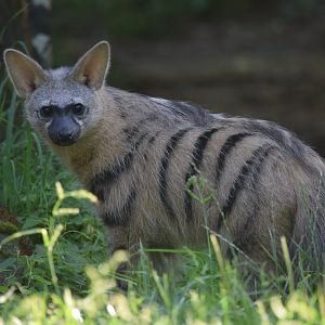 Southern aardwolf