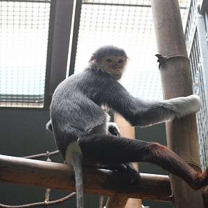 Douc langur