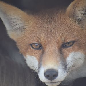 Red fox - paraZOO Vlašim