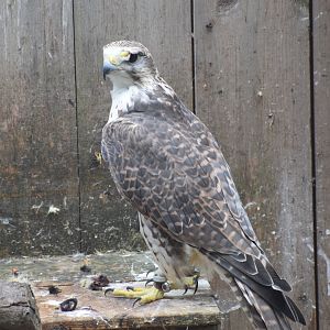 Saker falcon - paraZOO Vlašim