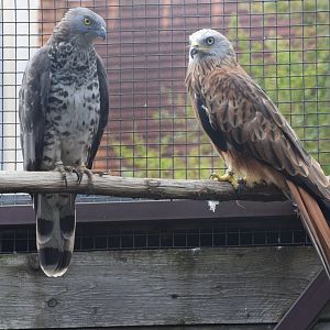 Red kite and European honey buzzard - paraZOO Vlašim