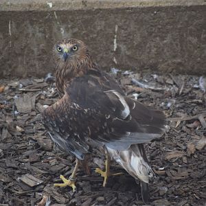 Western marsh harrier - paraZOO Vlašim