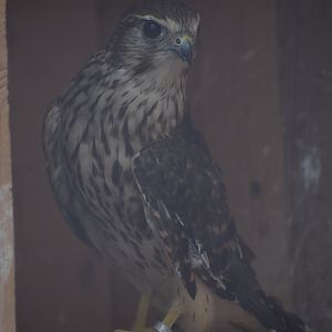 The merlin - paraZOO Vlašim