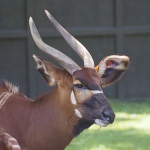 Eastern Bongo
