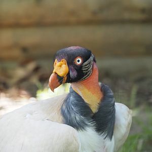 King Vulture