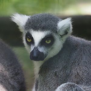 Ring-Tailed Lemur