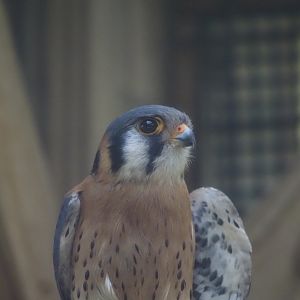 American Kestrel