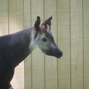 Okapi "Elombe"