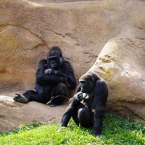 Gorillas with baby