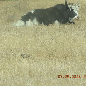 tibetan yak