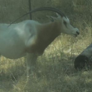scimitar horned oryx