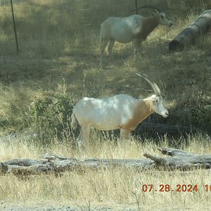 scimitar horned oryx