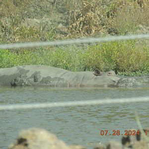 river hippo