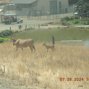 eland baby