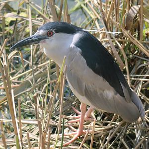 Black-crowned night-heron