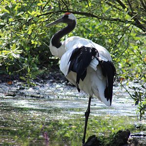 Red-crowned crane