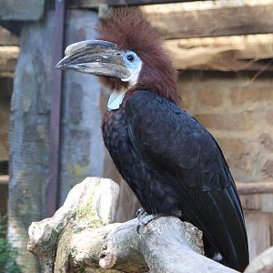 Black-casqued hornbill