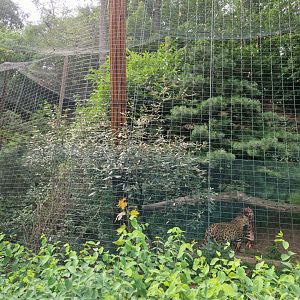 North Chinese leopard enclosure