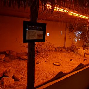 Greater Egyptian jerboa enclosure