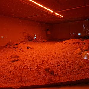 Lesser Egyptian jerboa enclosure