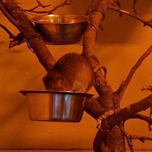 White-tailed antsangy