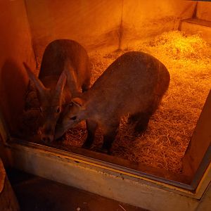Aardvarks