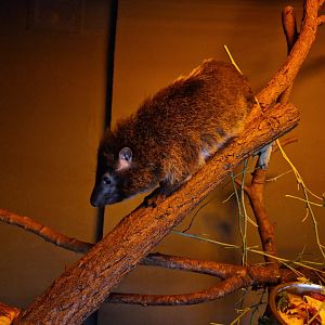 Western tree hyrax