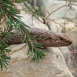 Gidgee skink
