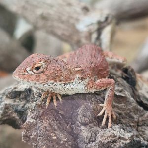 Central Australian earless dragon