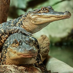 American alligator : Crocodiles of the World : 28 Jul 2024