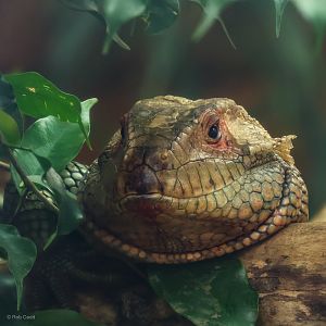 Northern caiman lizard : Crocodiles of the World : 28 Jul 2024