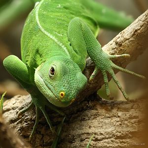 Lau banded iguana : Crocodiles of the World : 28 Jul 2024