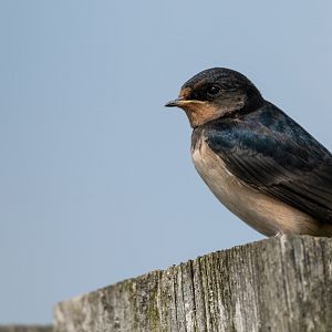 Juvenile swallow, wild, UK
