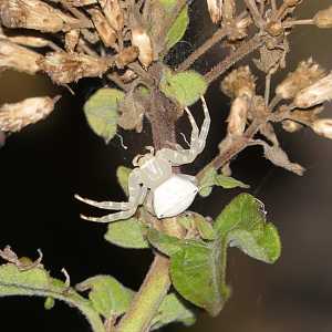 Spectacular Crab Spider (Thomisus spectabilis)