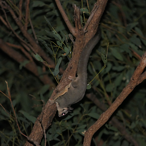 Krefft's Glider (Petaurus notatus)