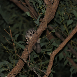 Krefft's Glider (Petaurus notatus)